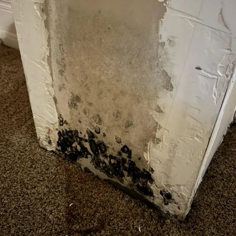 Professional Mold Removal in Meraux, LA